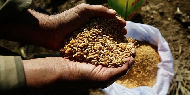 Ata tohumlar� Tar�m Kredi marketlerinde de sat�lacak