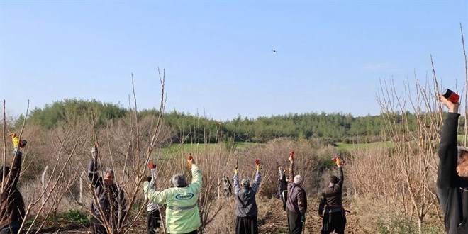 Kozan'da teknolojik budama dönemi Başladı