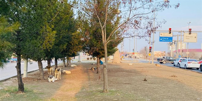 Sokak k�pekleri 5 ya��ndaki �ocu�u kafas�ndan yaralad�