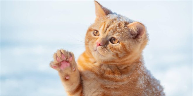 Uçakta unutulan kedi, 24 saatte 3 uçak yolculuğu yaptı