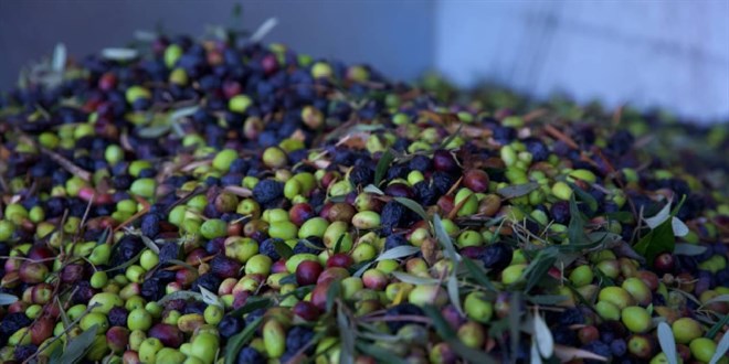 Geçen yıl 60 milyon dolarlık zeytin ihraç edildi