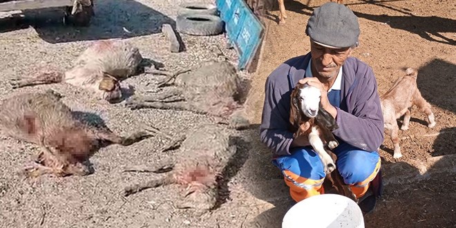 Köpekler dehşet saçtı: Gebe 26 hayvan telef oldu