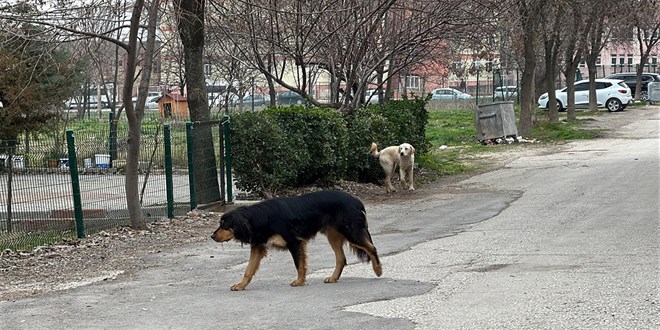 Başıboş köpek saldırısı: 15 yaşındaki lise öğrencisi yaralandı