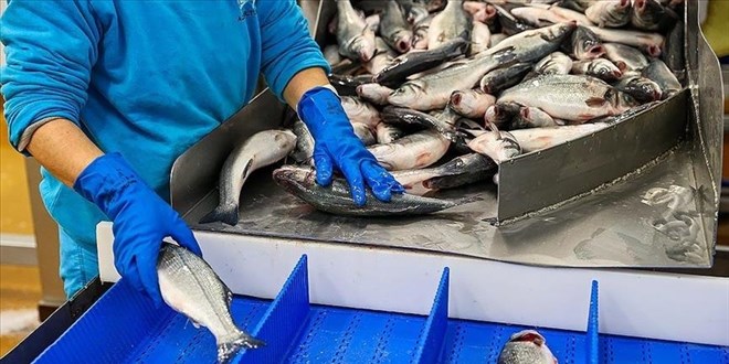 Doğu Karadeniz'den 14 ülkeye ihracat