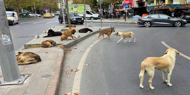 Başıboş köpeği sokağa geri bırakan belediyeye 71 bin lira ceza uygulanacak