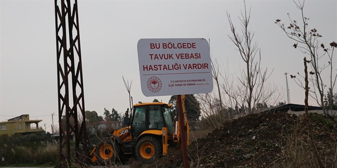Hatay'da kuş gribi alarmı: Mahalle karantinaya alındı