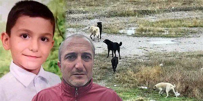 Sahipsiz köpek saldırısında yaralanmada ABB yetkililerine dava