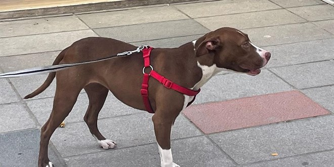 İstanbul'da pitbull dehşeti: Polis yaralandı