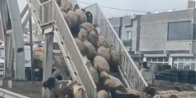 Koyunlardan yayalara ders: Üst geçidi kullandıkları anlar kamerada