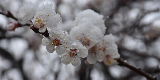 Meteorolojiden zirai don uyarısı