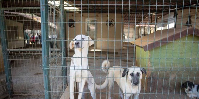 Ankara'da barınaklardan bırakılan köpekler için 71 bin 695 lira ceza