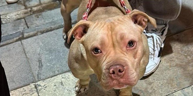 Yasaklı ırk köpek gezdiren kişiye 76 bin lira ceza