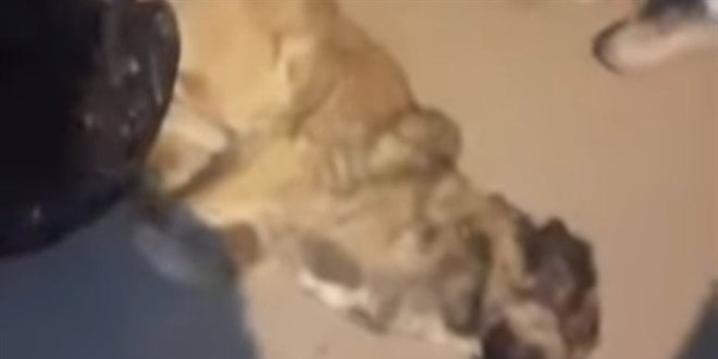 Çöpte ölü köpekler bulundu: 3 belediye personeli açığa alındı