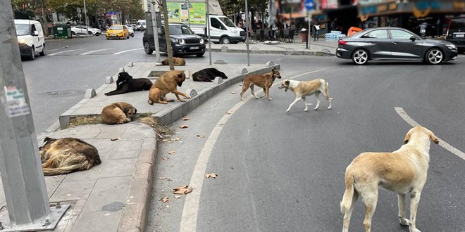 Yerlikaya: Sokak Köpekleri İçin Belediyeler Denetlenecek