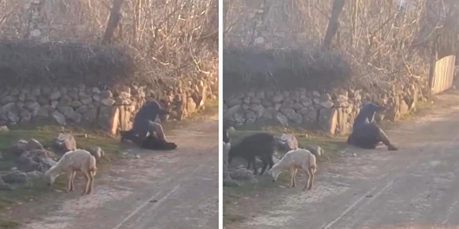 Keçi ve koyunlara eziyet eden kişi tutuklandı