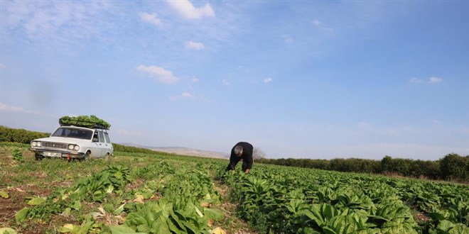 Üretici ile market arasında uçurum: Tarlada 5 TL, markette 5 katı