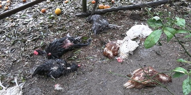 Başıboş sokak köpekleri kümese girdi: 86 tavuk telef oldu