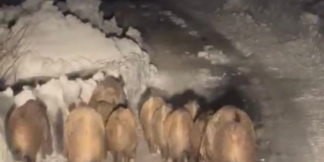 Mardin'de Domuz Sürüsü Kazaya Sebep Oldu: 5 Yaralı