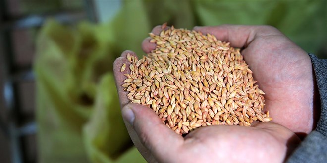 T�rkiye tohumda k�resel oyuncu haline geldi