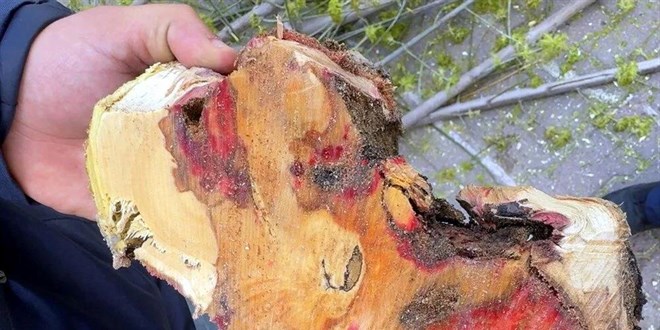 Avcılar'da böcek istilası: 23 ağaç imha edildi