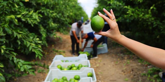 Limon ihracatındaki geçici kısıtlama kaldırıldı