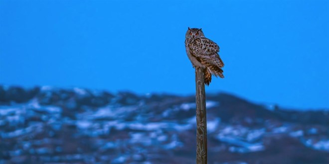 Nadir görülen puhu Sivas'ta fotoğraflandı