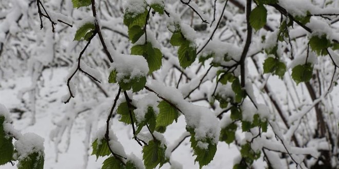 T�rkiye'de Zirai Don: 36 �l Tar�m �r�nleri Zarar G�rd�