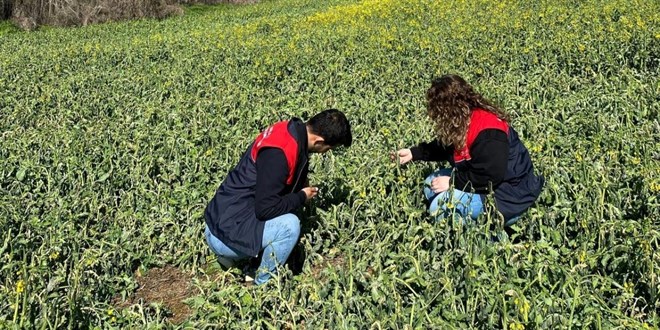 Zirai don olayından etkilenen alanlarda hasar tespit çalışmaları başladı