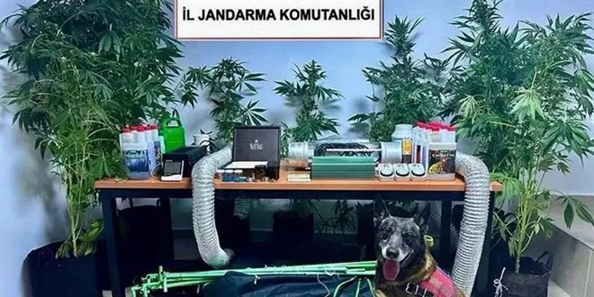 Evinde uyuşturucu yetiştiren öğretmene adli ve idari soruşturma