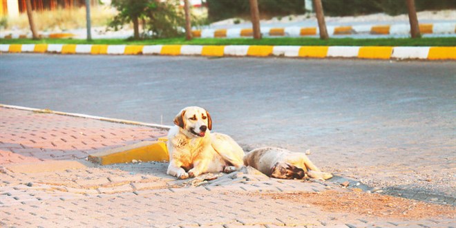 Başıboş köpek sorununa üç aşamalı çözüm modeli geliyor