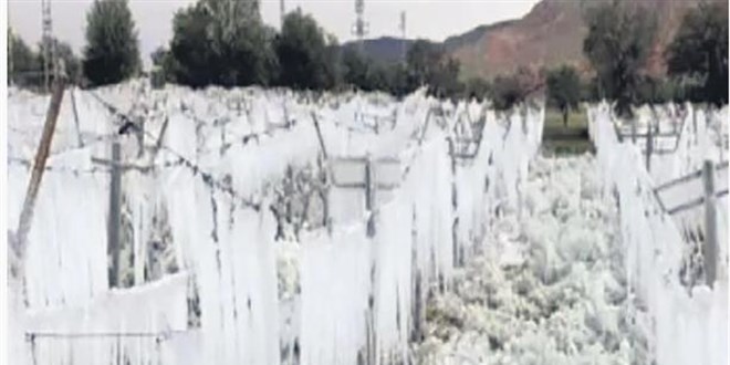 Zirai Don İçin Destek Müjdesi: Çiftçi Kaderine Terk Edilmedi