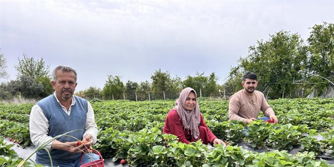 Zirai dondan ateş yakarak kurtardığı çileğin hasadına başladı