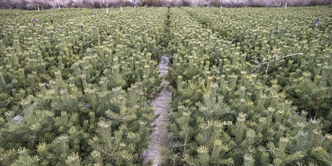 �anakkale'de 100 bin fidanl�k 'enerji orman�' olu�turuluyor