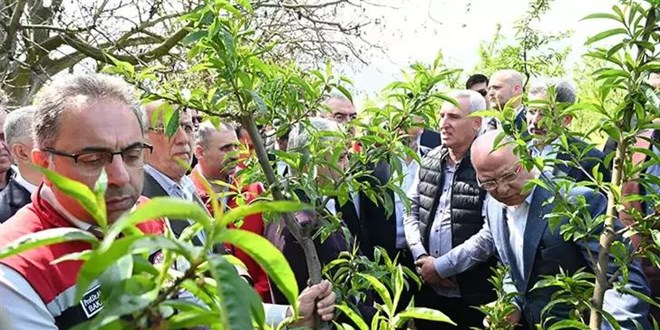 'İznik'te 63 bin dekar alan zirai dondan etkilendi'