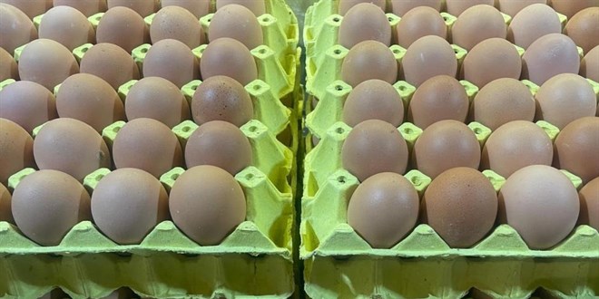 Üniversiteli tavukların yumurtaları daha hesaplı