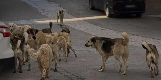 'Başıboş köpekleri toplayacağız' diyen belediyeye destek mesajı yağdı