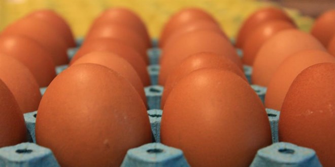 Yumurta Fiyatları Düşüşe Geçti: Üretici Fiyatı 3,5 TL'ye Düştü