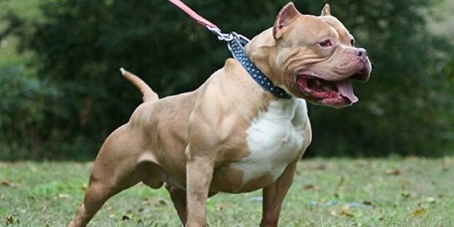 Pitbull cinsi köpeğini diğer hayvanların üstüne salan sahibine para cezası