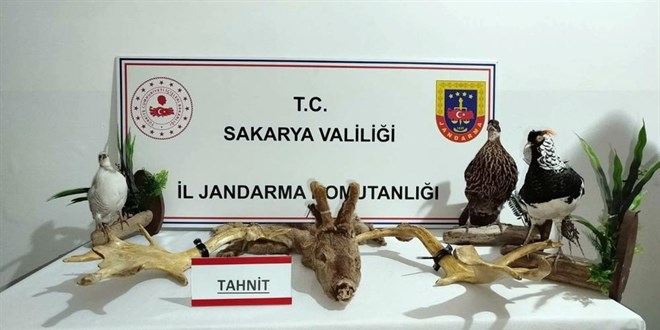 Bir evde kaçak yollarla bulundurulan 98 hayvan ele geçirildi