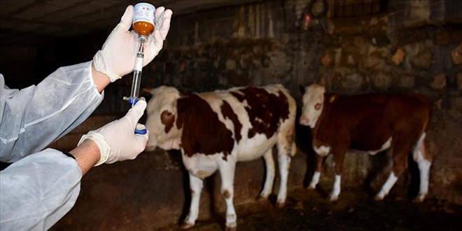 Hayvan hastalıklarıyla mücadelede, 223 milyon doz aşı uygulandı
