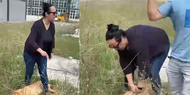 Belediye görevlileri ile hayvansever arasında 'köpek toplama' gerginliği