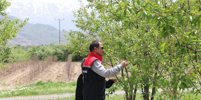 Profes�rden 40 binin �zerinde vi�ne a�ac� ile ekonomiye katk�