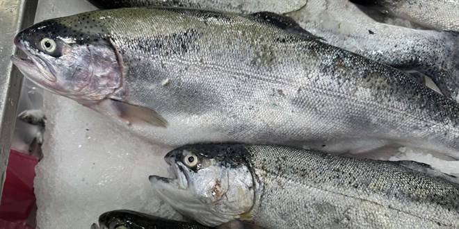 Do�u Karadeniz'den 35 Milyon Dolarl�k T�rk Somonu �hracat�