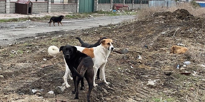 Ba��bo� k�pek 5 ya��ndaki �ocu�a sald�rd�