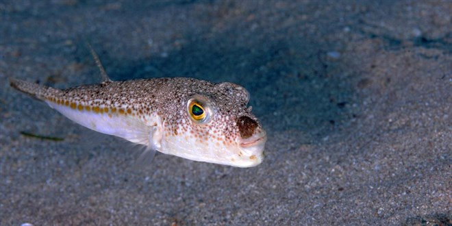 Balon bal avclna ynelik destekleme tutar artrld