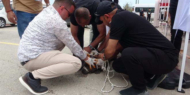 Malatya'da Babo Pitbull Saldrs: Bir Kadn Yaraland