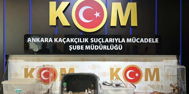 Yasa D��� Hayvan Ticareti Operasyonunda 12 ��pheli G�zalt�nda