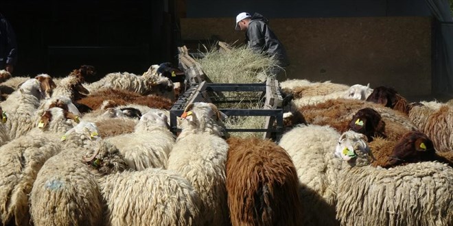 Bunlar da niversiteli kurbanlklar