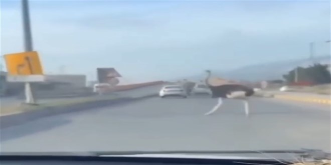 Çiftlikten Kaçtı, Trafiği Birbirine Kattı: Deve Kuşu Şehre İndi