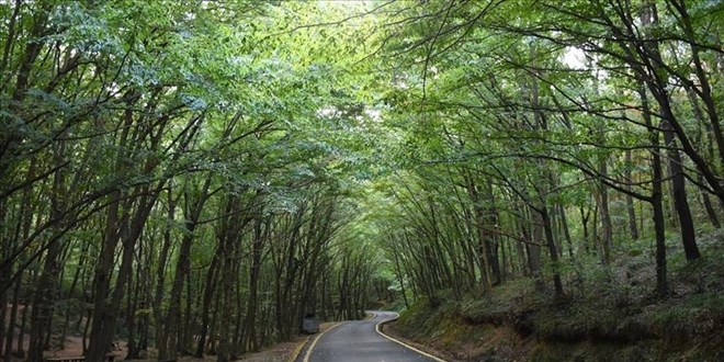 Valilik aklad: Ankara'da ormanlk alanlara giriler yasakland